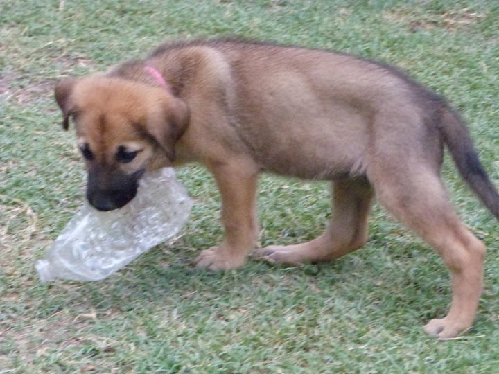 chinook dog